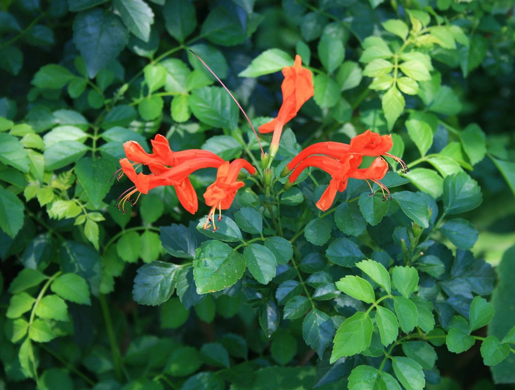 Tecomaria capensis --Red Cape Honeysuckle--