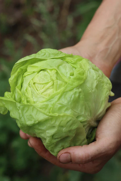LETTUCE 'Tennis Ball'