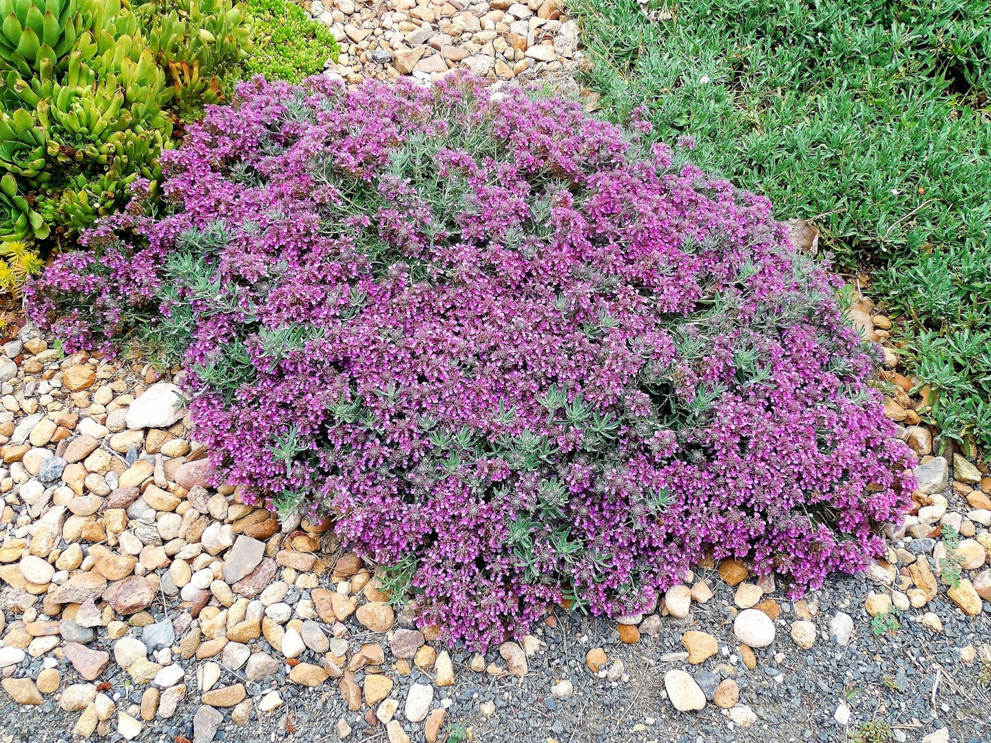 Teucrium aroanium --Creeping Germander--