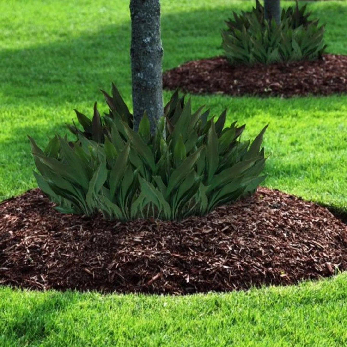 Aspidistra elatior --Dwarf Cast Iron Plant--