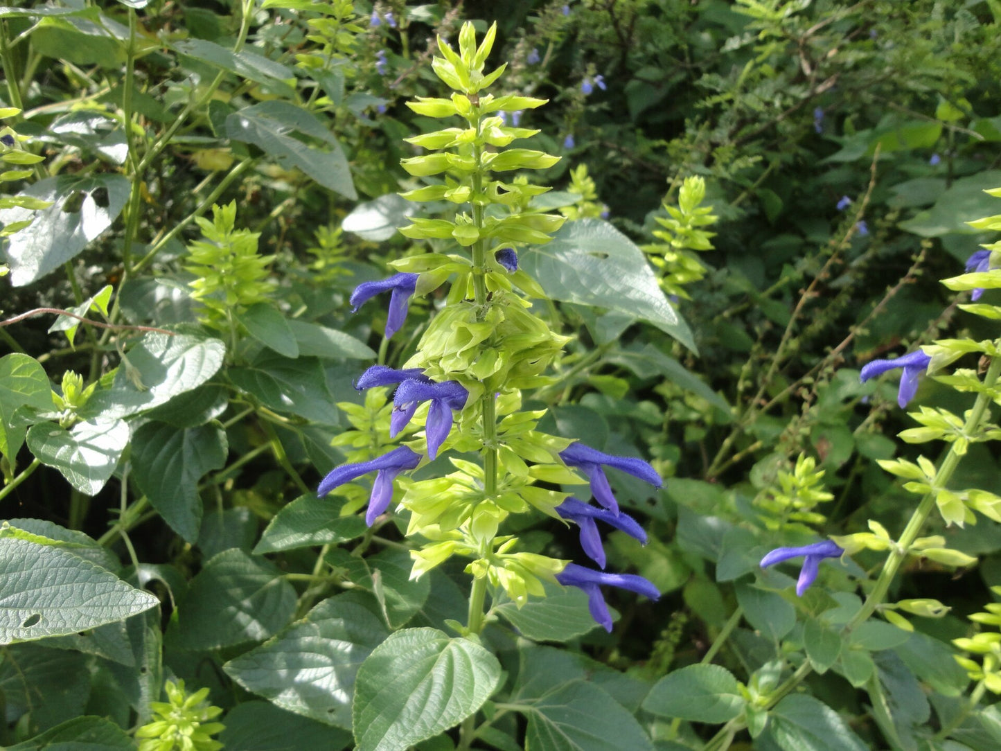 Salvia mexicana --Mexican Sage--