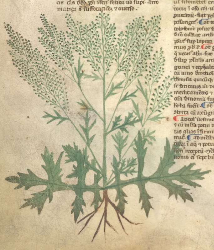MUGWORT 'Common' --Artemisia vulgaris--