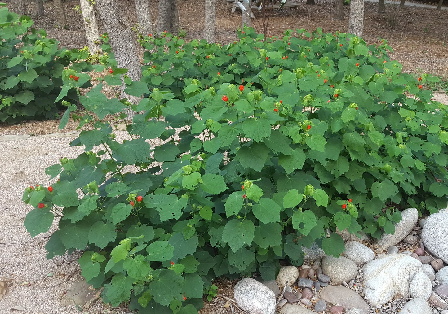 Malvaviscus arboreus var. drummondii --Red Turk's Cap--