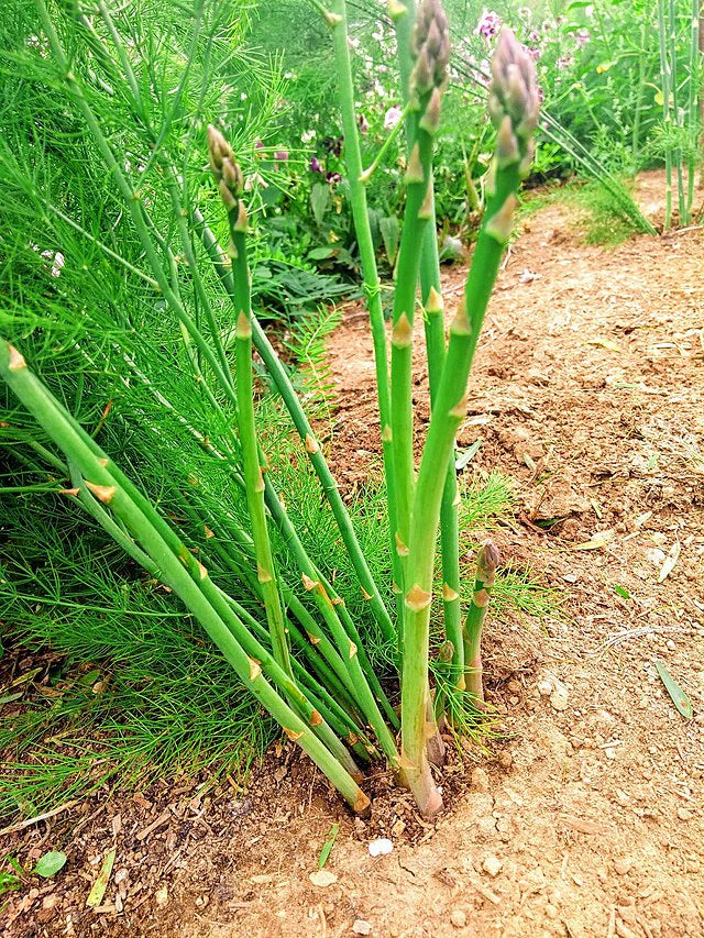 ASPARAGUS 'UC 72' --Asparagus officinalis--