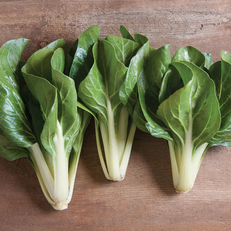 CHARD 'Barese'