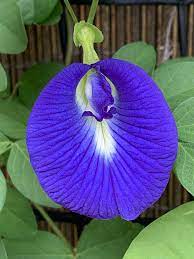 PEA 'Blue Queen Butterfly' --Clitoria ternatea--