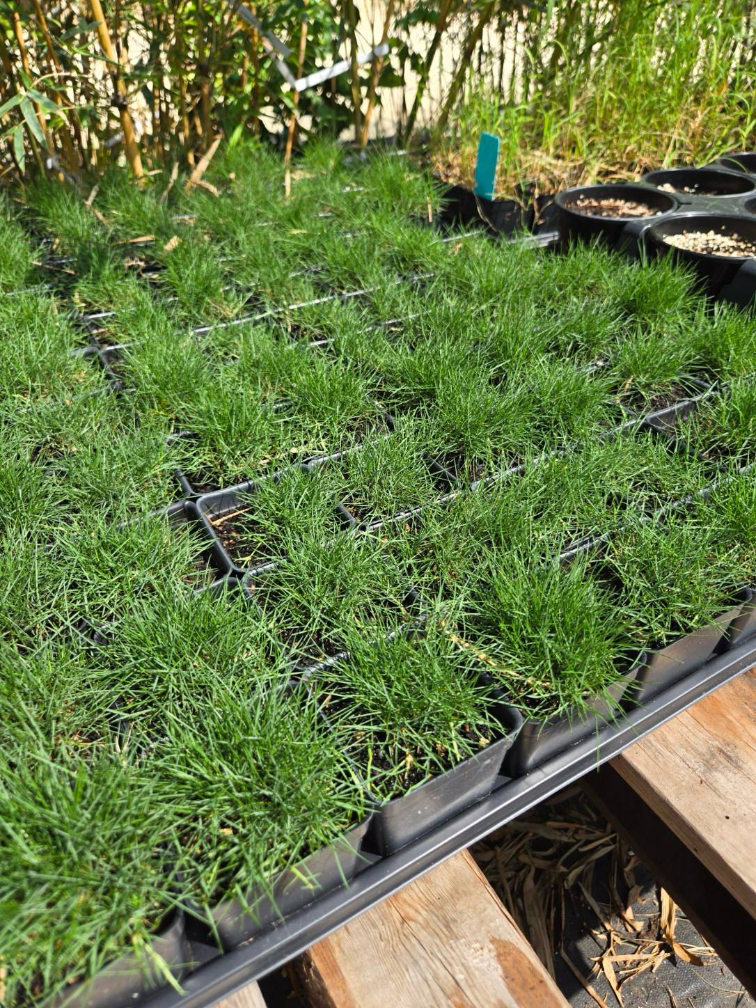 Agrostis stolonifera --Creeping Bentgrass--