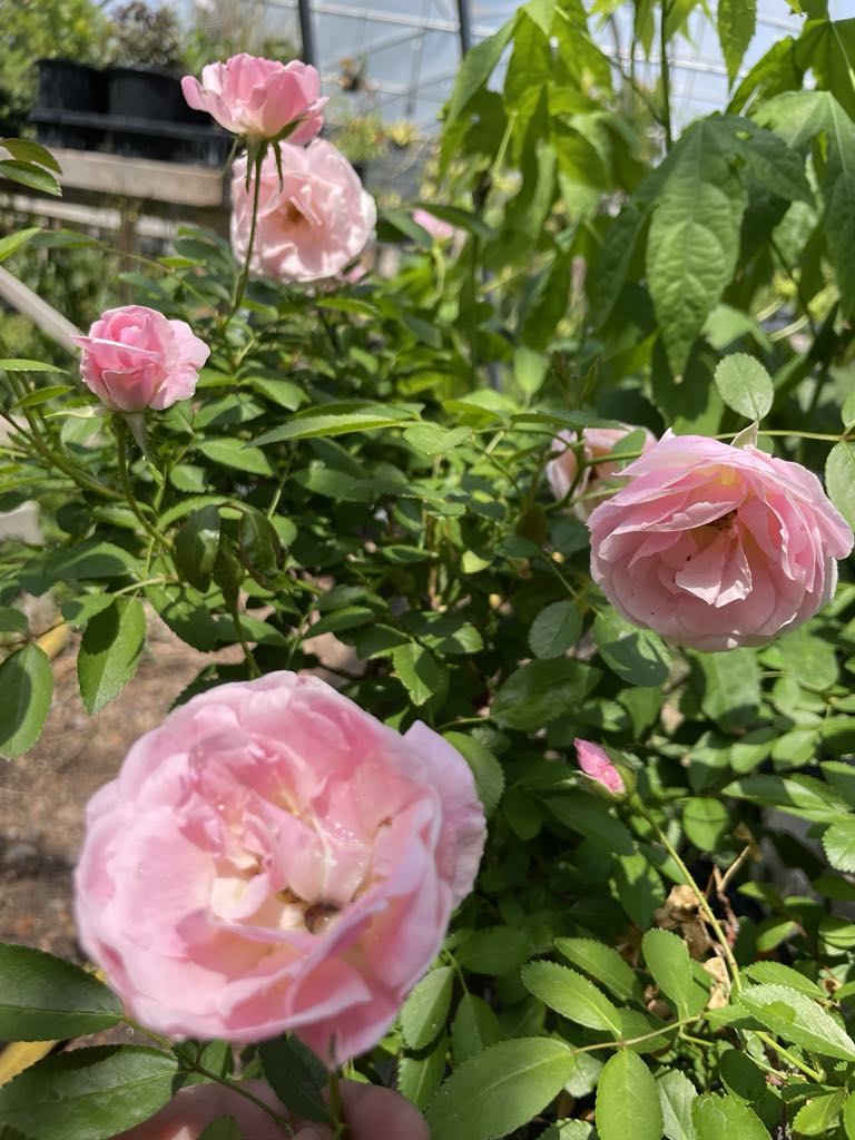 Rosa multiflora 'Tausendschon' --Thousand Beauties Climbing Rose--