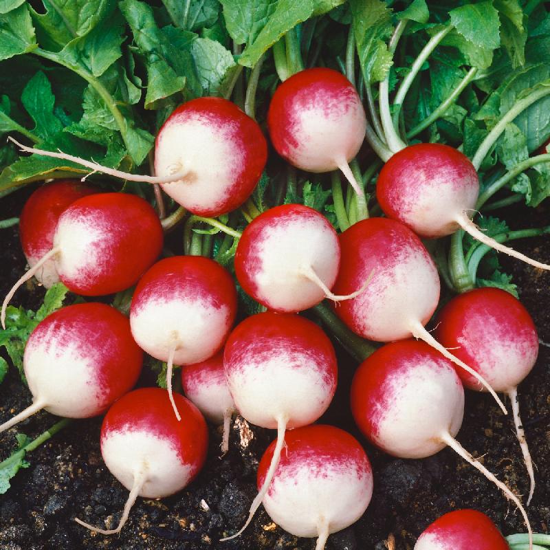 RADISHES 'Sparkler White Tip Red'