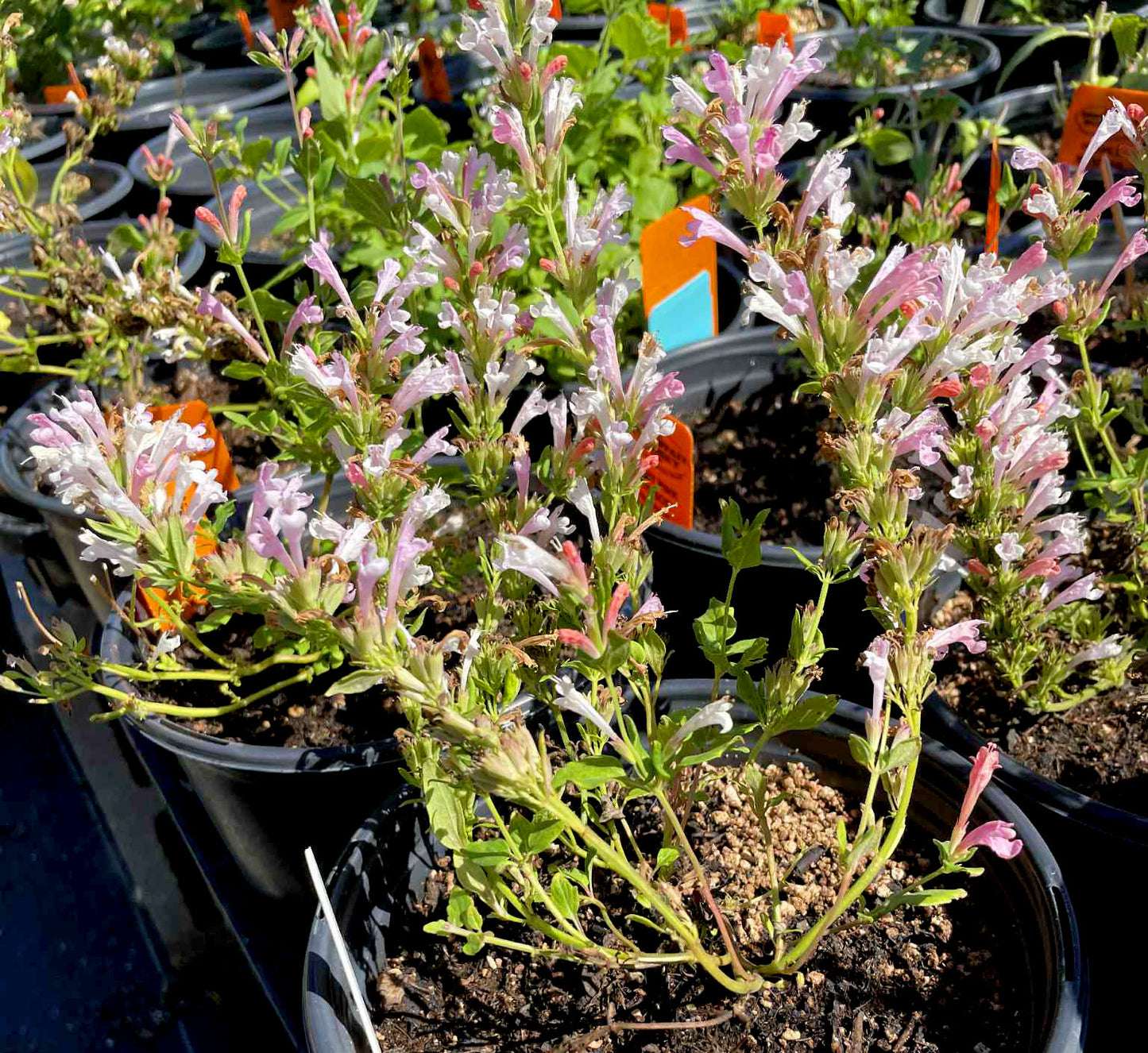 Agastache --Light Pink Hyssop--