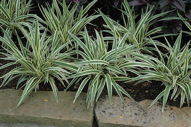 flax lily vs spider plant Dianella tasmanica 'Variegata' --Variegated Flax Lily--