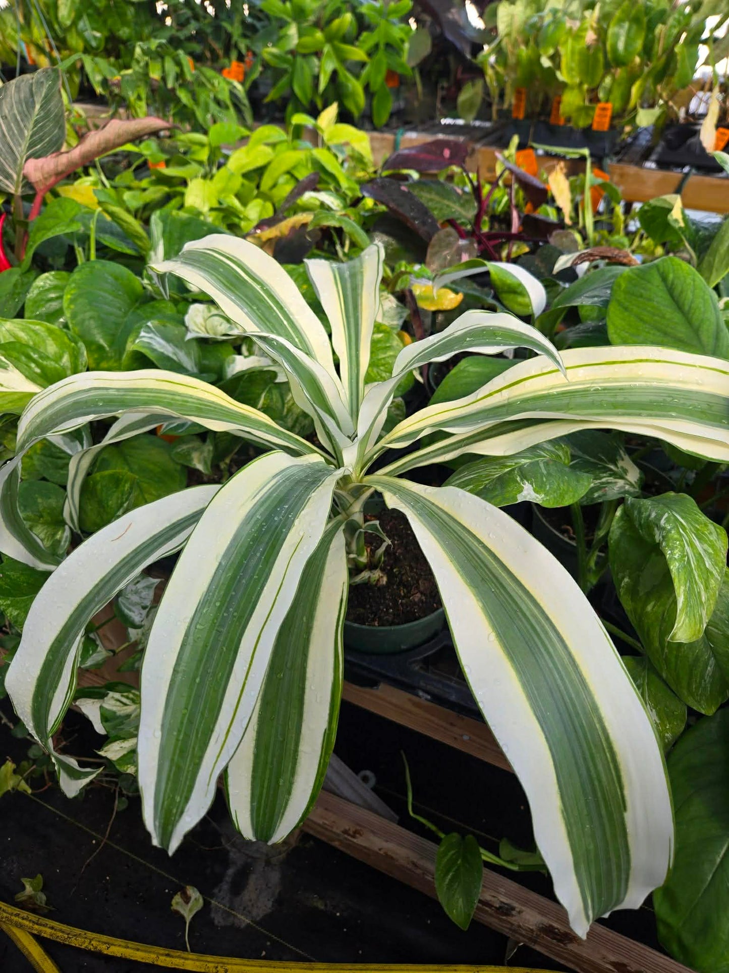 Dracaena fragrans 'White Aspen'