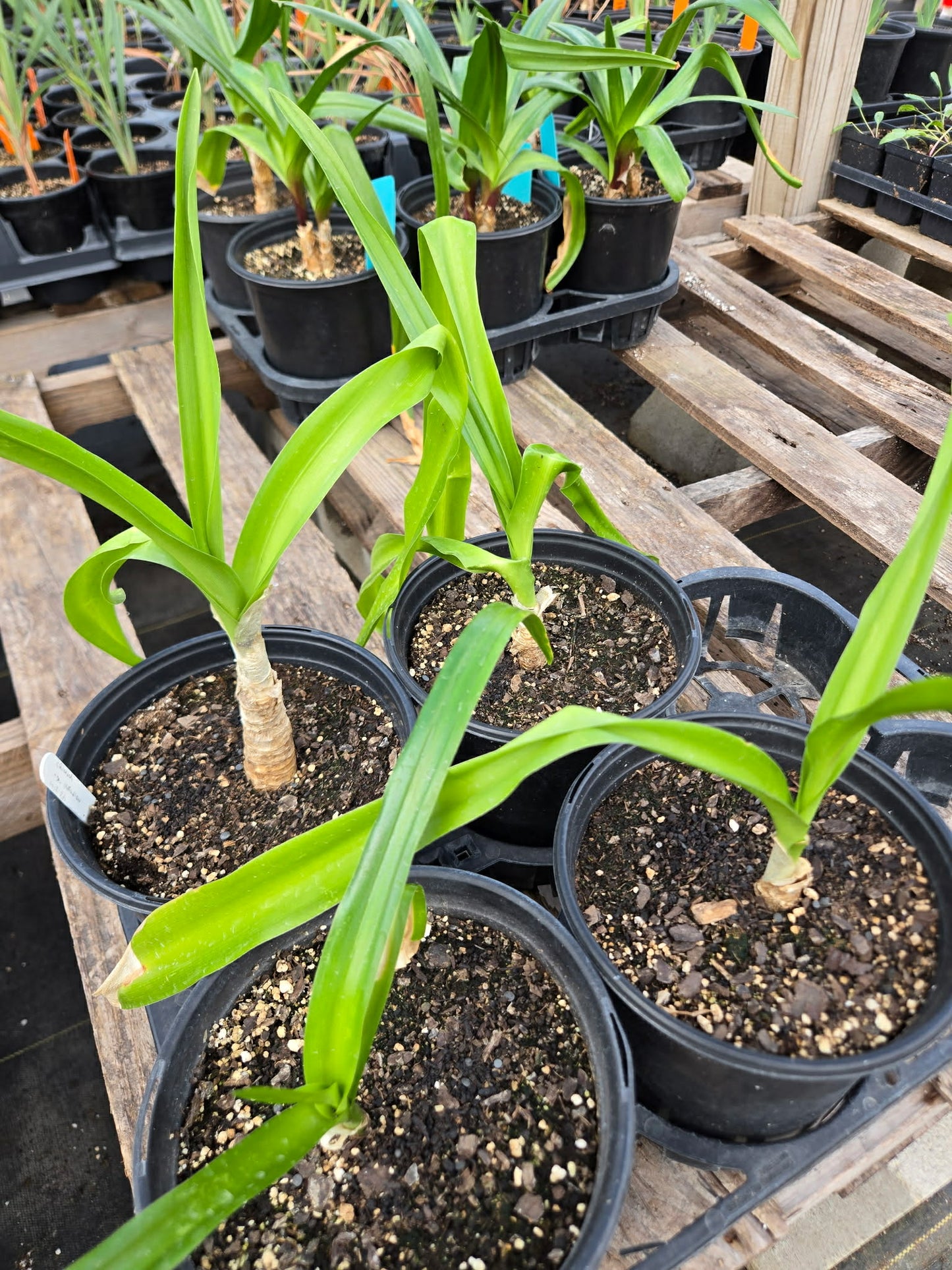 Crinum --Infusion Lily--