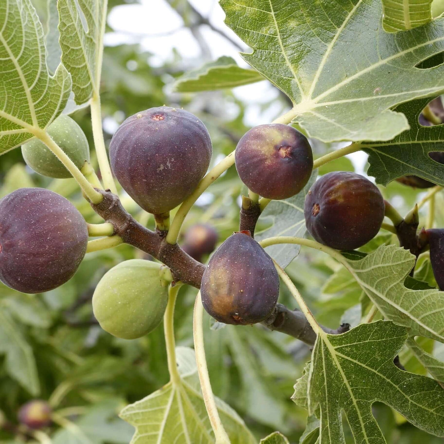 FIG 'Violette de Bordeaux' --Ficus carica--