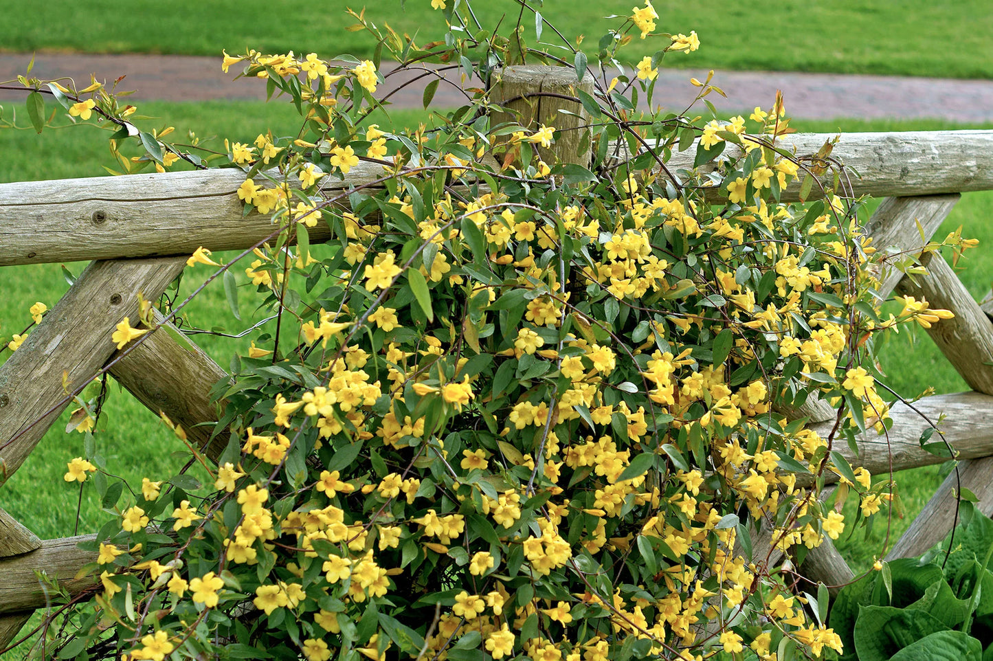 Gelsemium sempervirens --Carolina Jessamine--