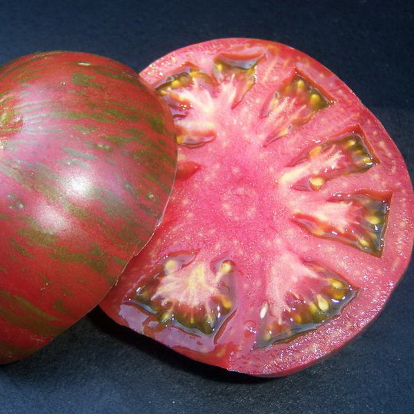 TOMATO 'Pink Berkeley Tie-Dye'