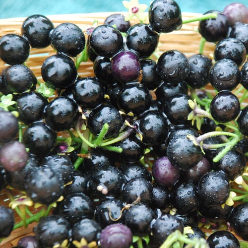 WONDERBERRY --Solanum burbankii--