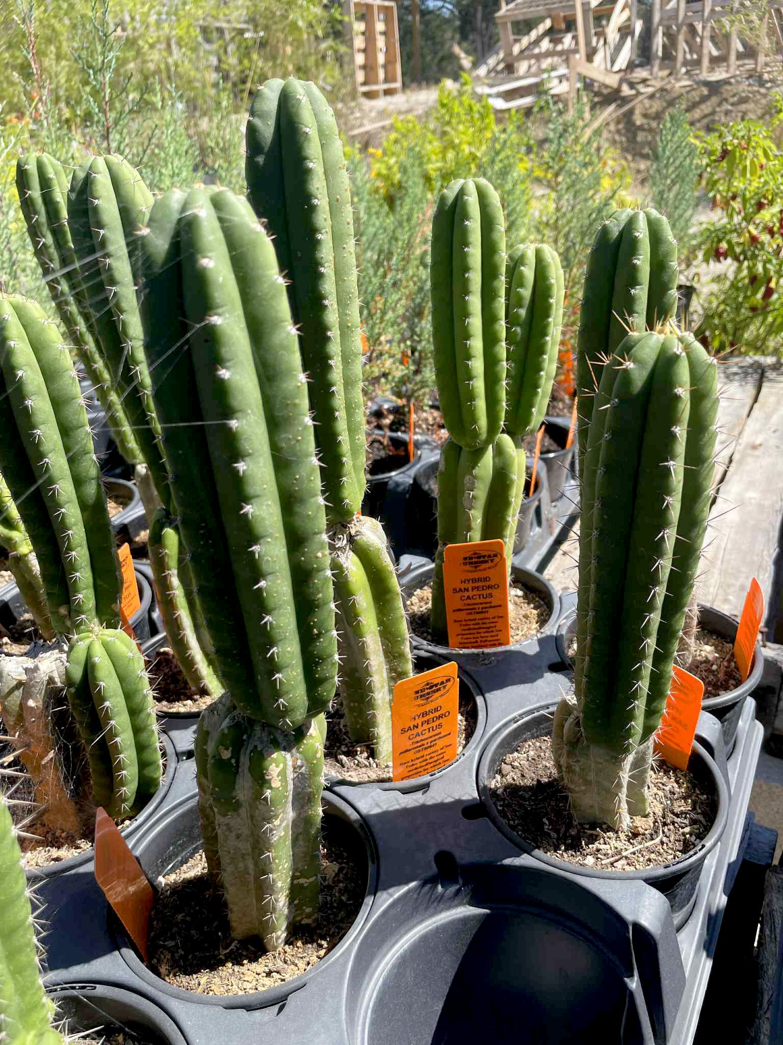 P.pedro oc pup ① Trichocereus pallarensis x pachanoi OST90641 - Nursery Taylor