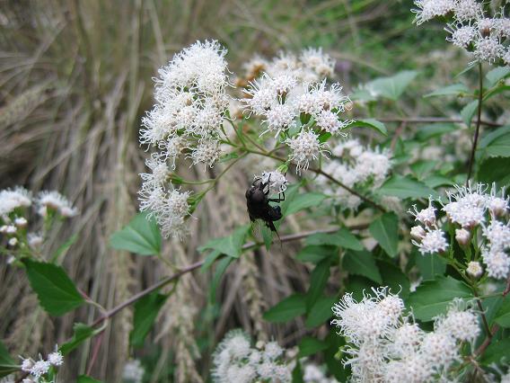 Eupatorium havanense --Fragrant Mistflower--