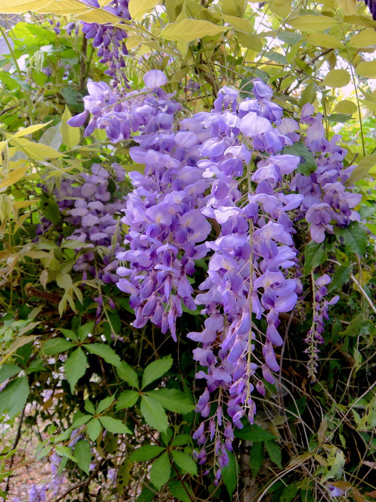 Wisteria frutescens --Texas Wisteria--