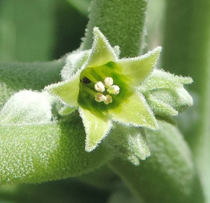 ASHWAGANDHA 'Vedic' --Withania somnifera--