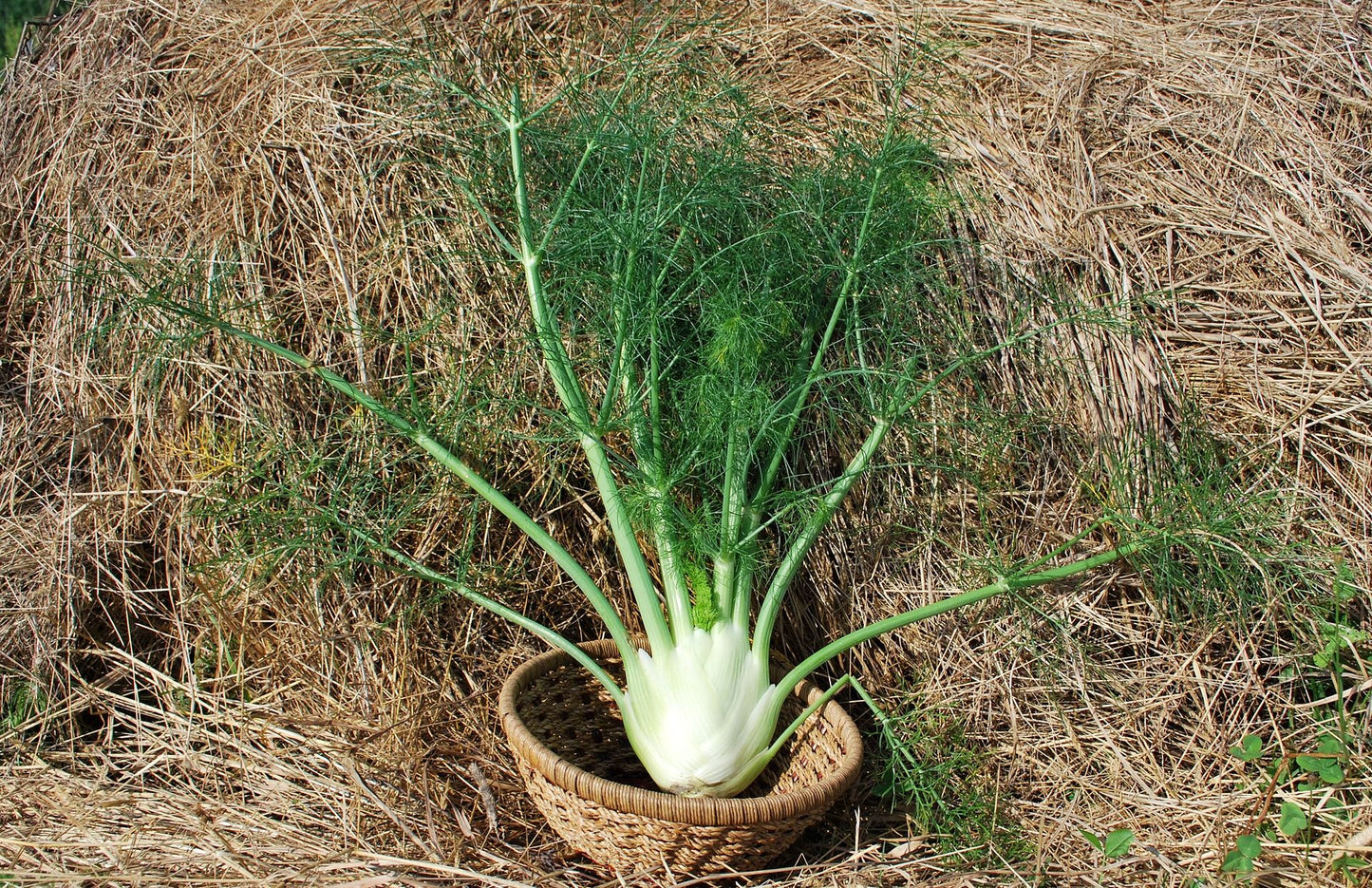 FENNEL 'Finale' --Foeniculum vulgare--