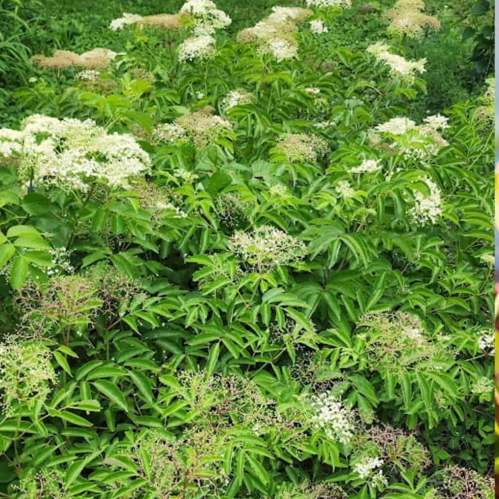 ELDERBERRY 'Wyldewood' --Sambucus canadensis--