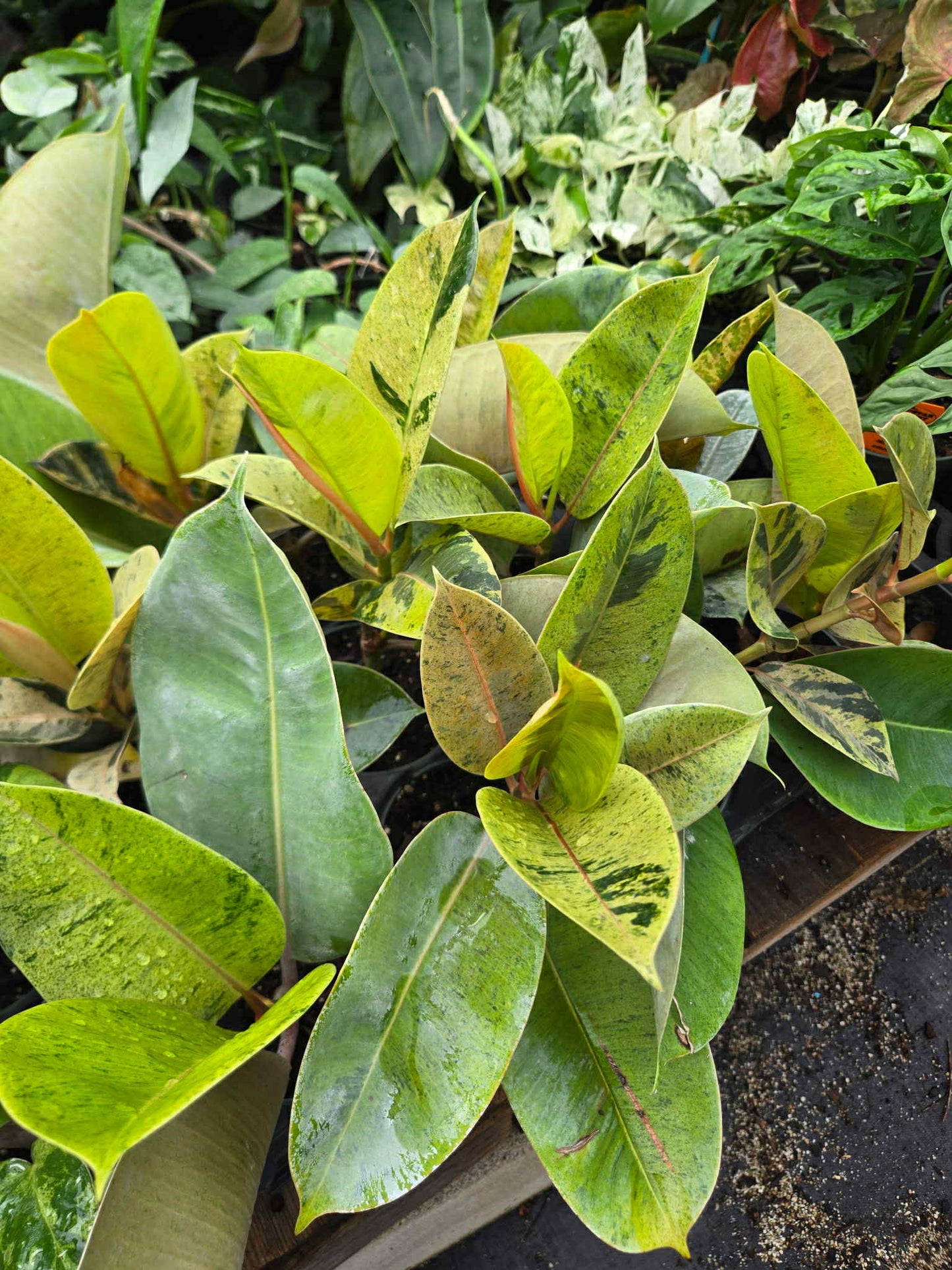 Ficus elastica 'Shivereana' --Moonshine Rubber Tree--