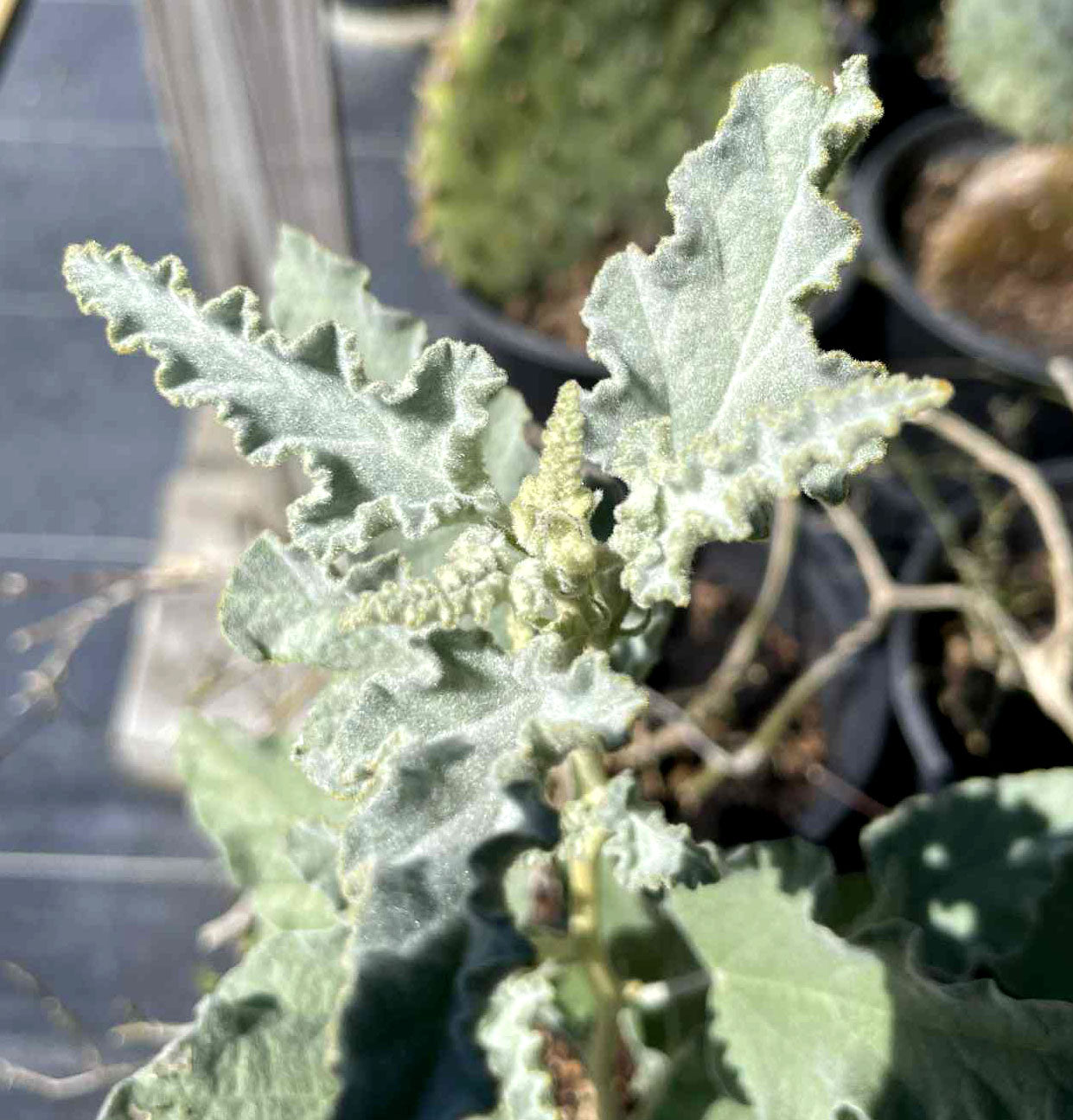 Sphaeralcea ambigua --Fuzzy Apricot Globemallow--