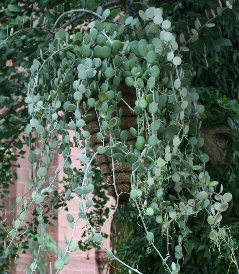 Xerosicyos danguyi --Silver Dollar Vine--