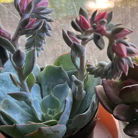 Echeveria 'Blue Heron'