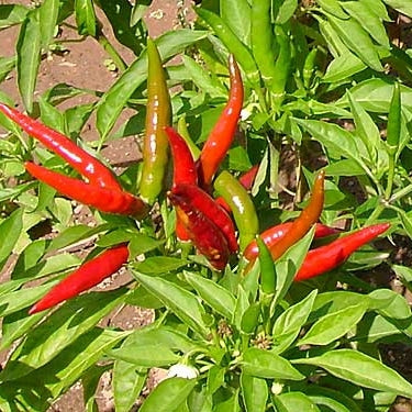 PEPPER 'Yatsufusa'