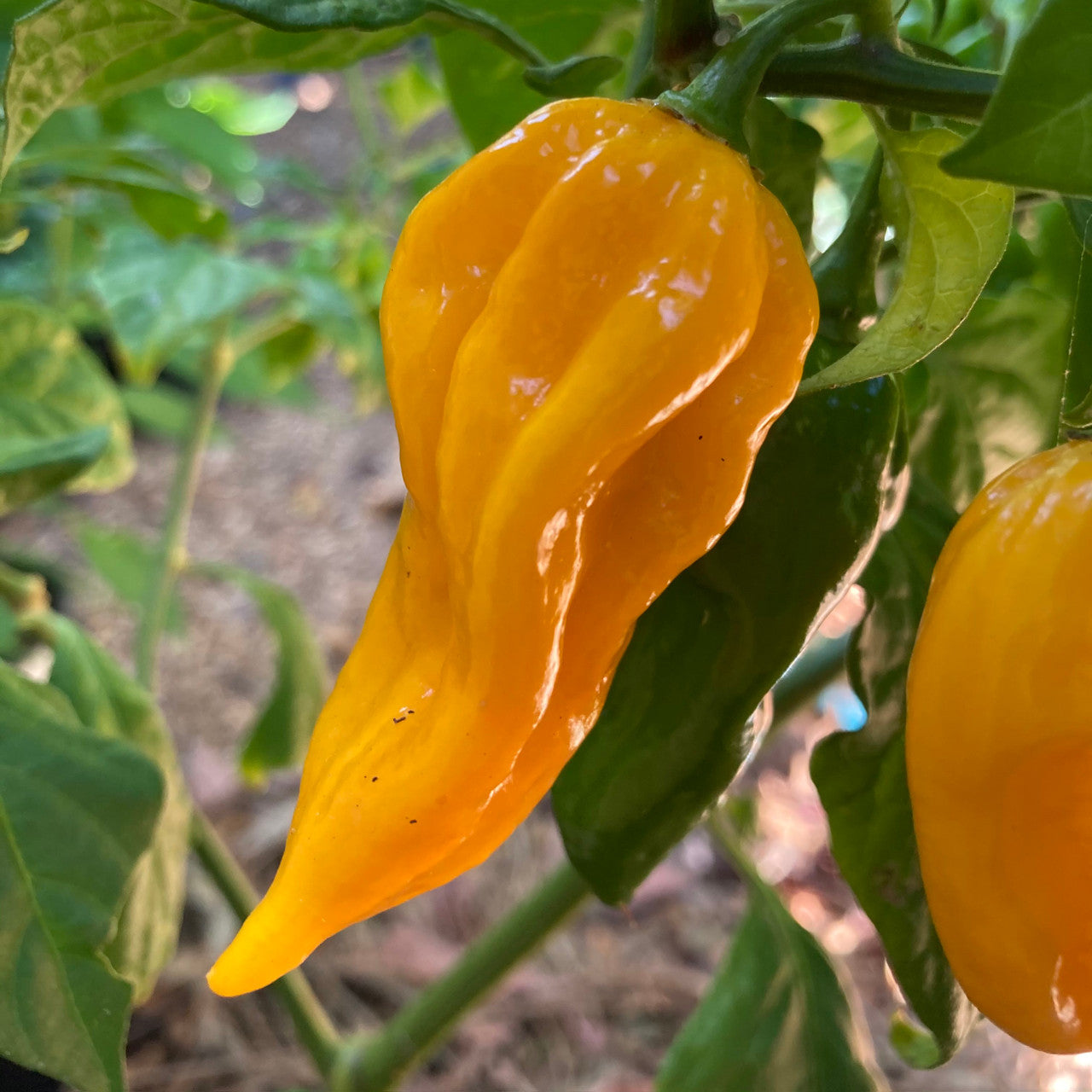 PEPPER 'Fatalii'