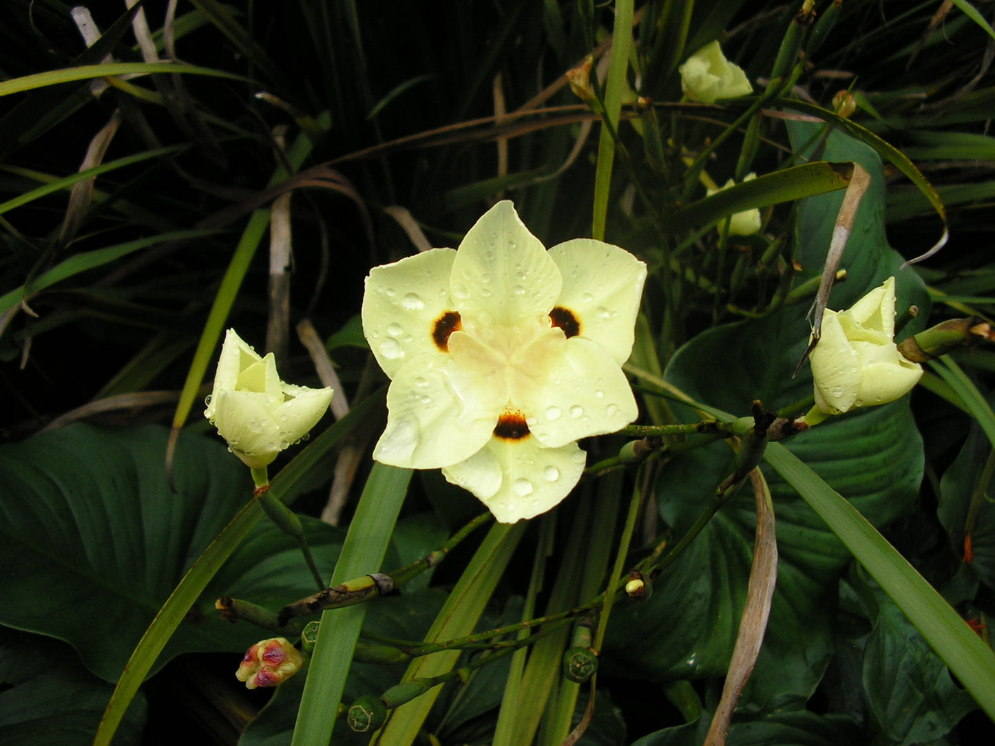 Dietes bicolor --Bicolor Iris--