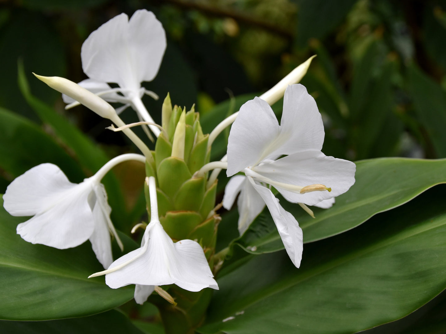 GINGER LILY 'Luna Moth' --Hedychium coronarium--