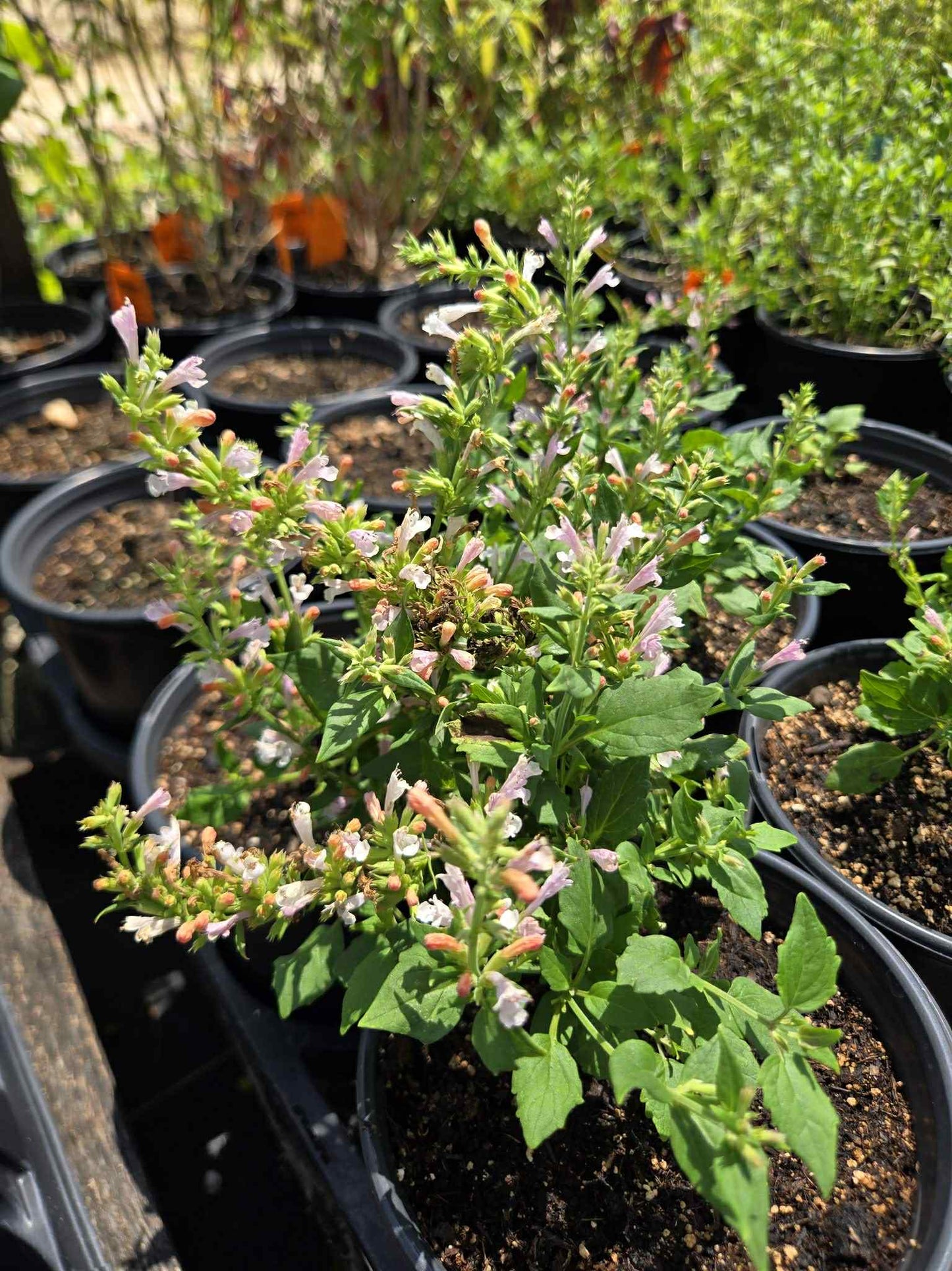 Agastache --Light Pink Hyssop--