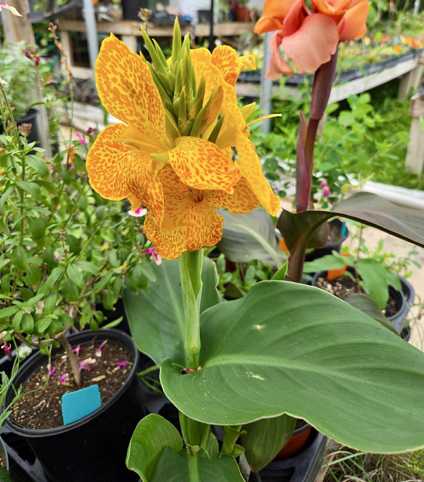 Canna x generalis 'Yellow Leopard'