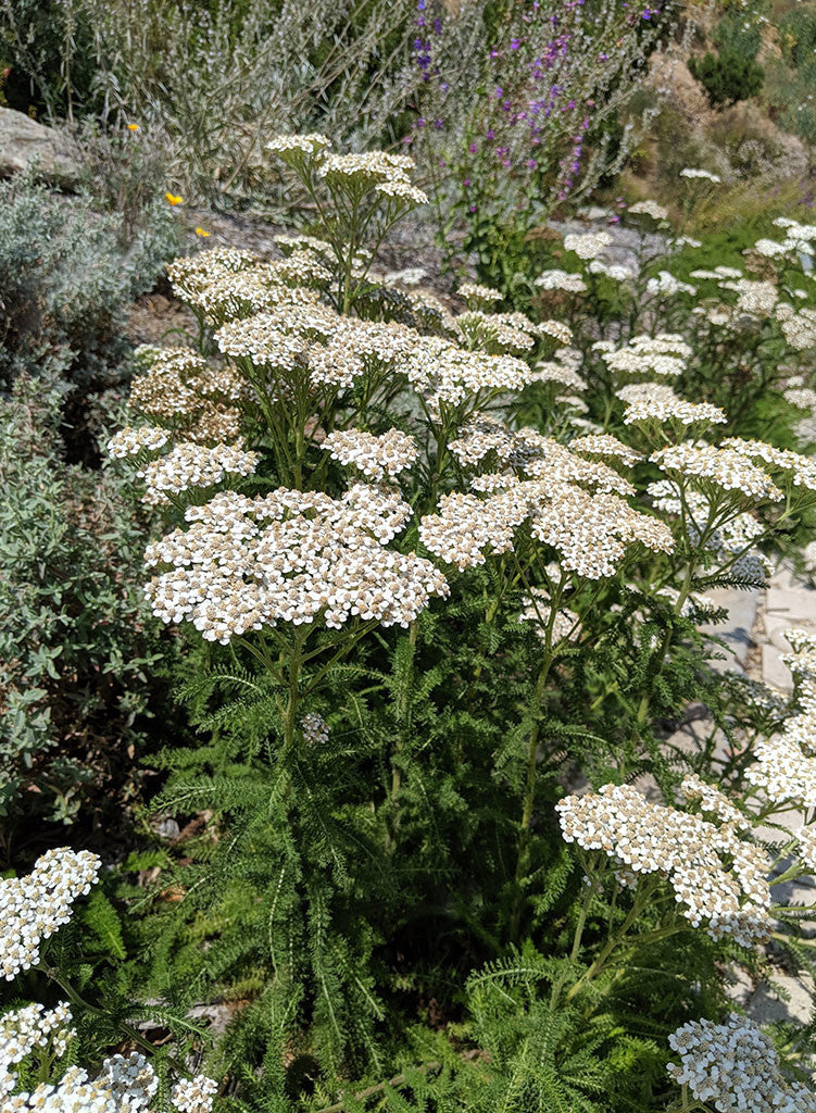 Achillea millefolium 'Occidentalis' --Native White Yarrow--