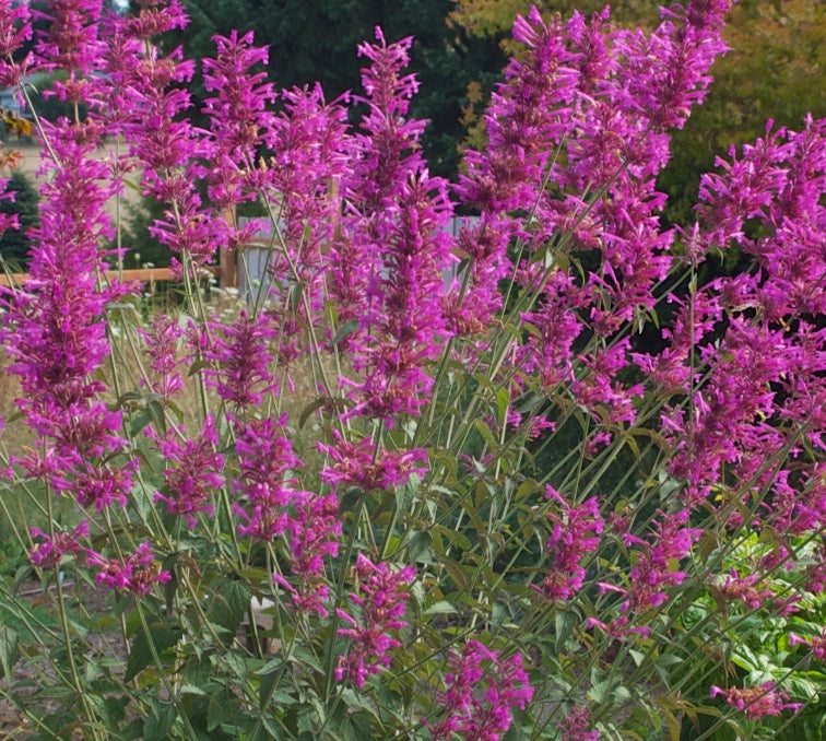Agastache mexicana --Sangria Mexican Giant Hyssop--