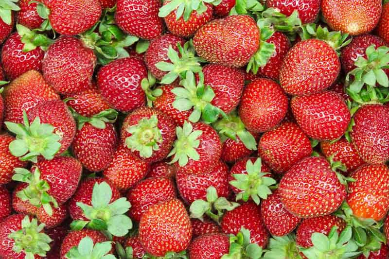 STRAWBERRY 'Allstar' --Fragaria x ananassa--