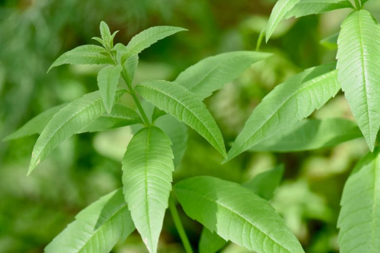 VERBENA 'Lemon' --Aloysia citrodora--