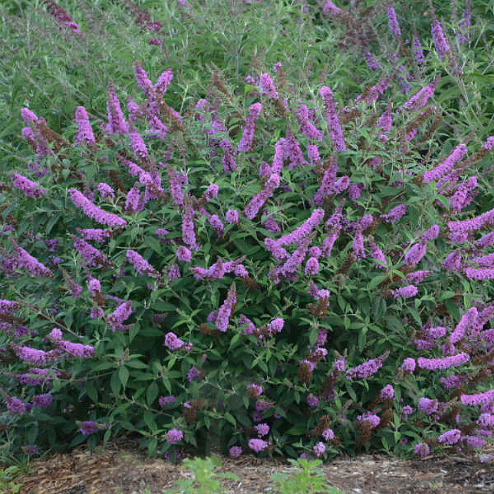 Buddleja davidii --Lavender Butterfly Bush--