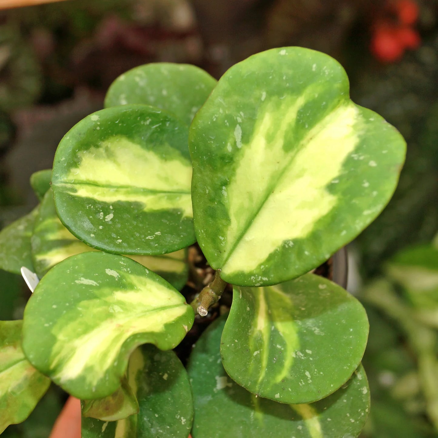 Hoya obovata 'Variegata' --Reverse Variegated Hoya--