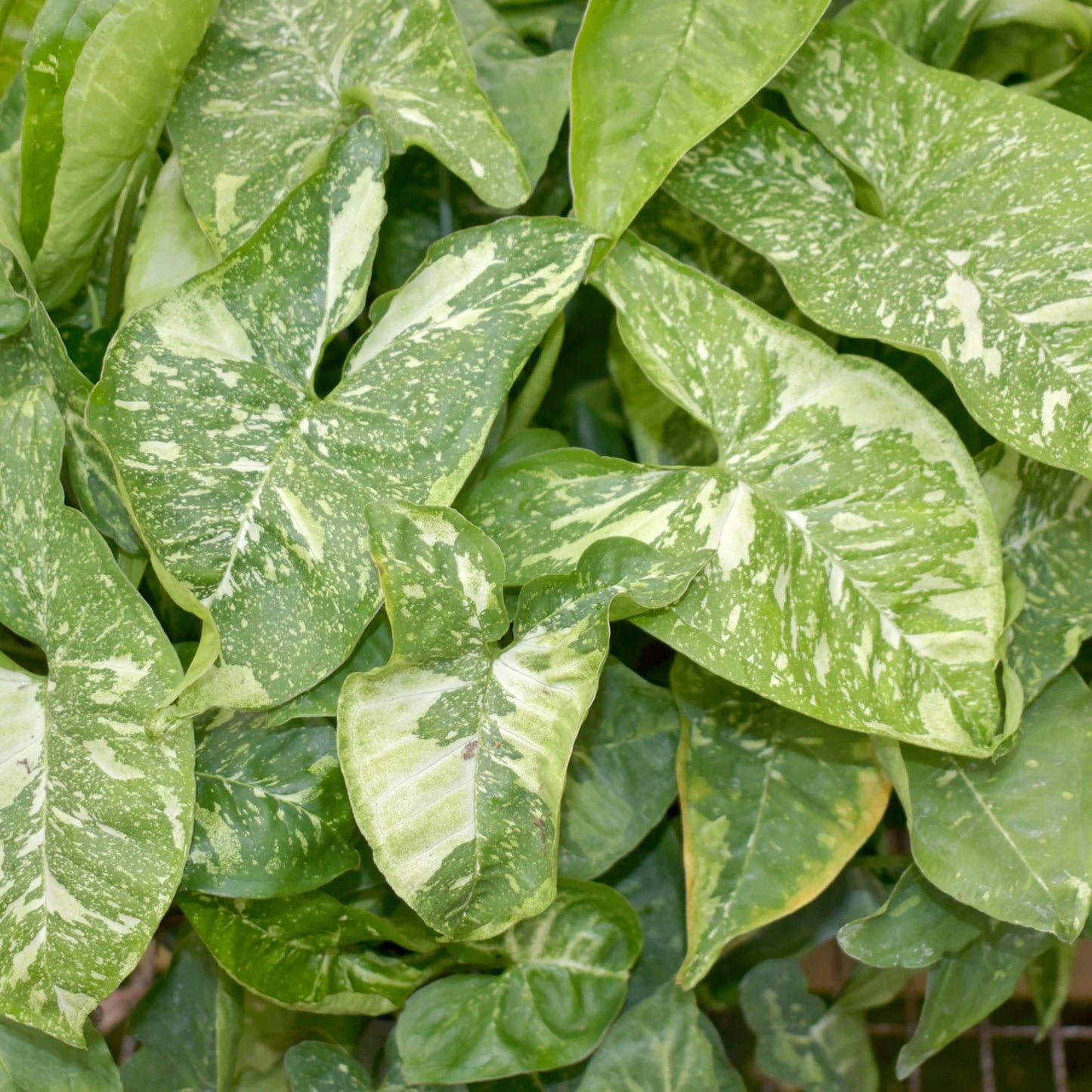 Syngonium podophyllum --Panda Arrowhead Vine--