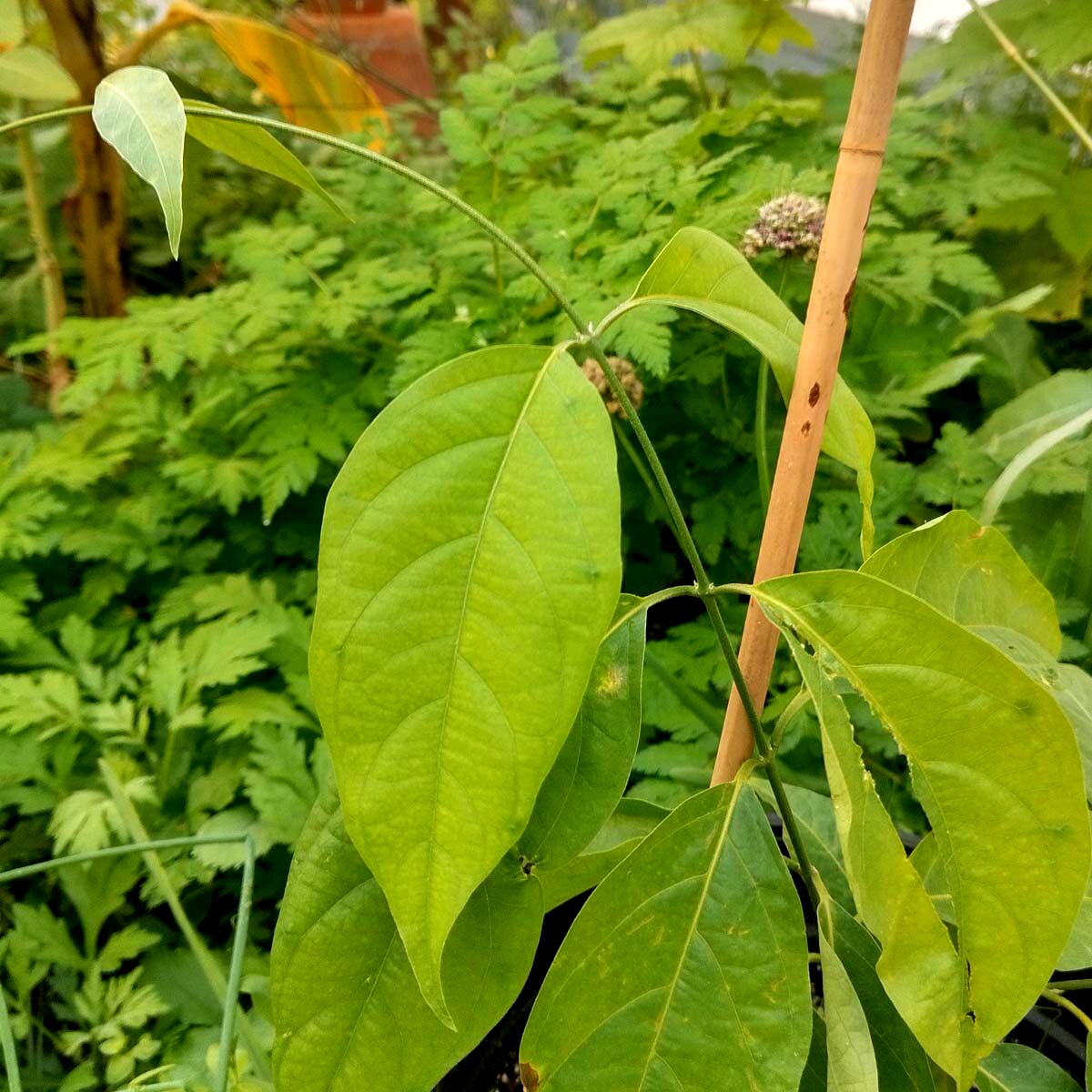YAGÉ --Banisteriopsis caapi--