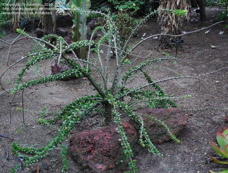 Alluaudia humbertii