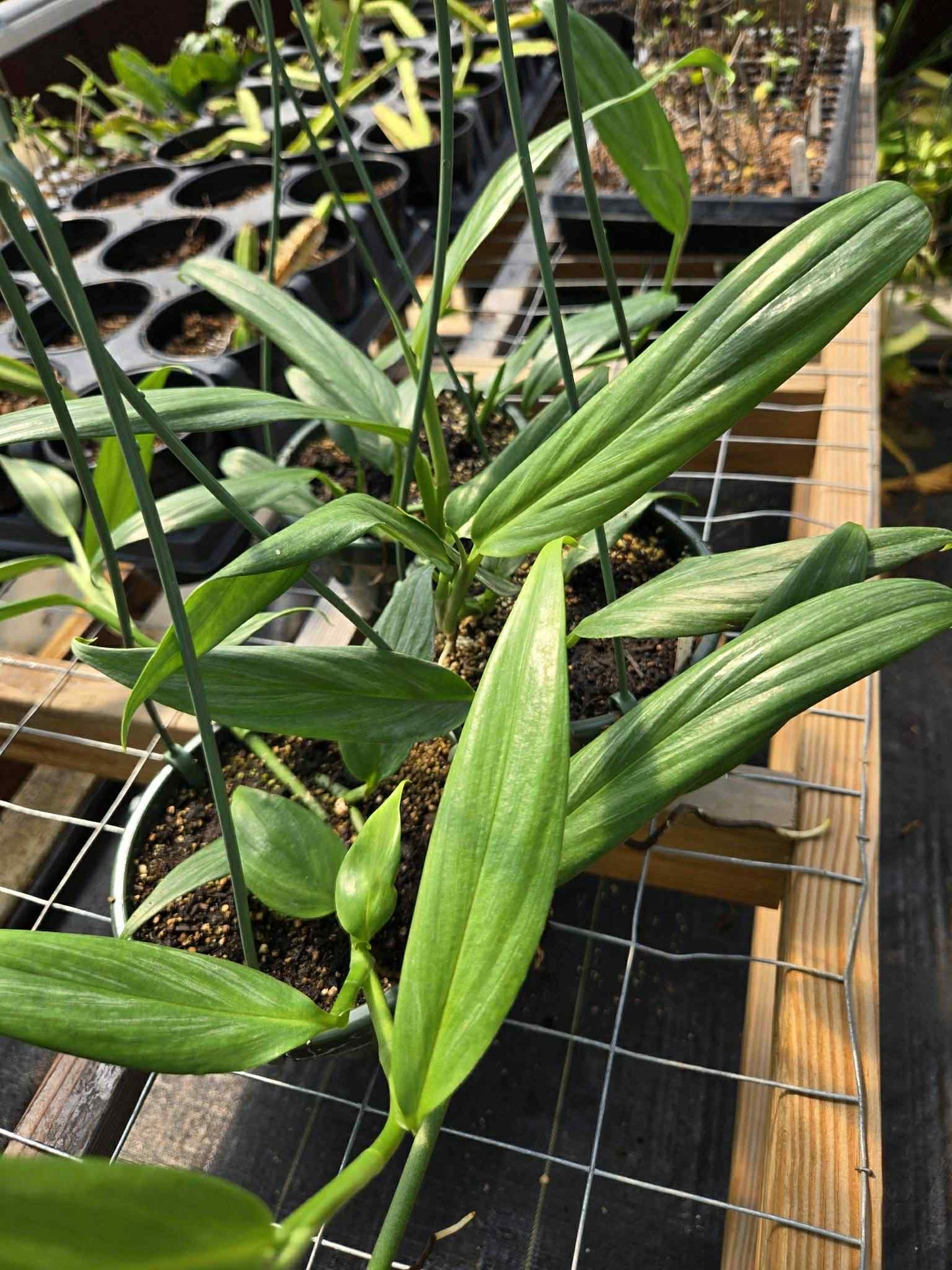 Epipremnum amplissimum --Silver Streak Pothos--