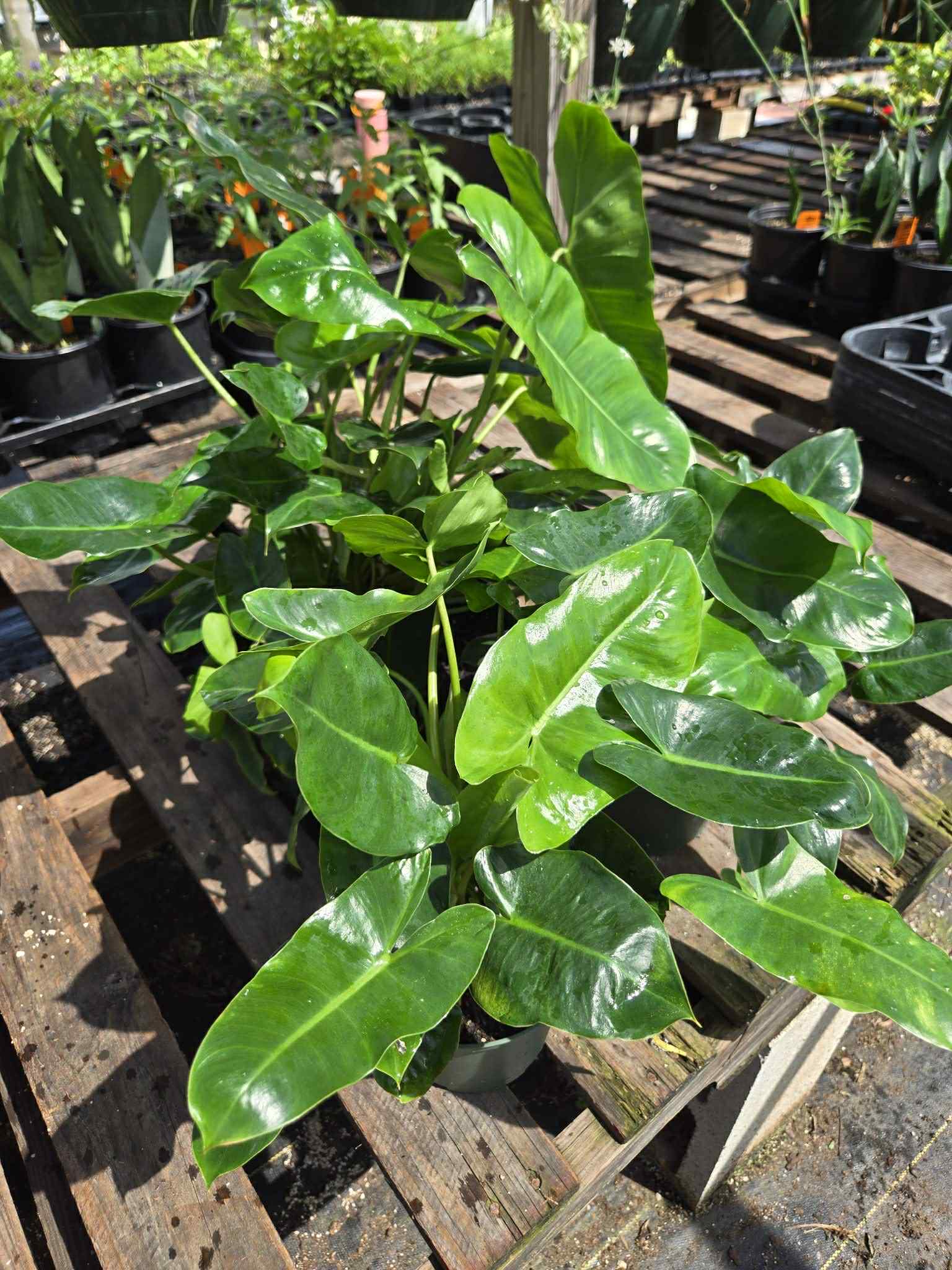 philodendron burle marxe Philodendron 'Burle Marx'