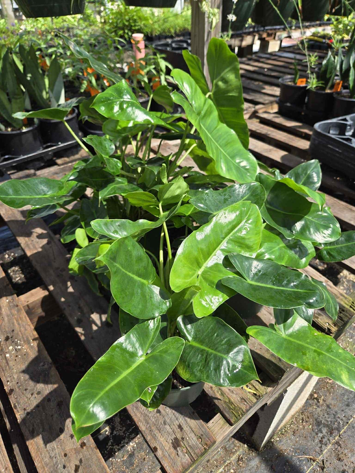 Philodendron 'Burle Marx'