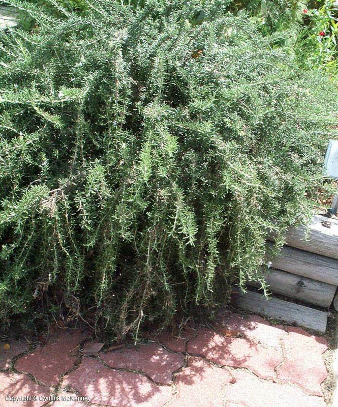ROSEMARY 'Santa Barbara' --Rosmarinus officinalis--